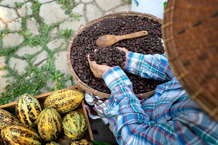 Côte d’Ivoire – Le cœur du cacao africain 2