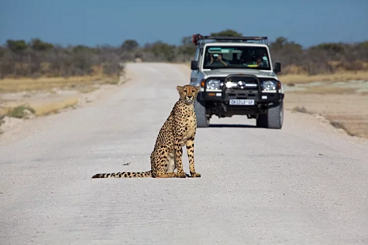 4. Parc national d'Etosha - Namibie