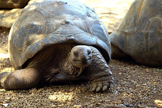 François Leguat Giant Tortoise and Cave Reserve