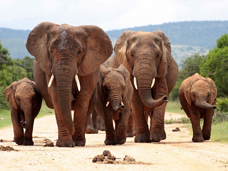 Parc national des Éléphants d'Addo