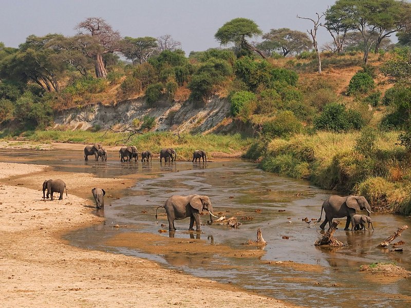 Observer les éléphants
