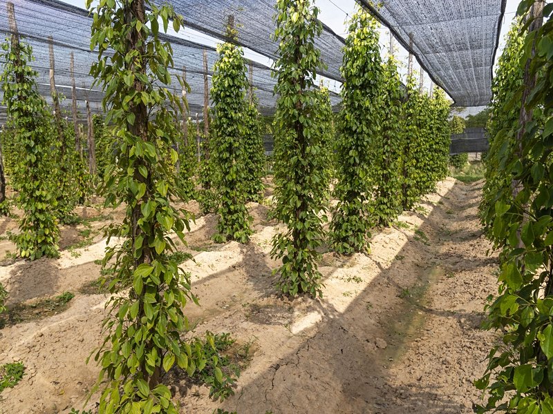 Les plantations de poivre de Kampot