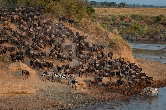Observer la grande migration des gnous