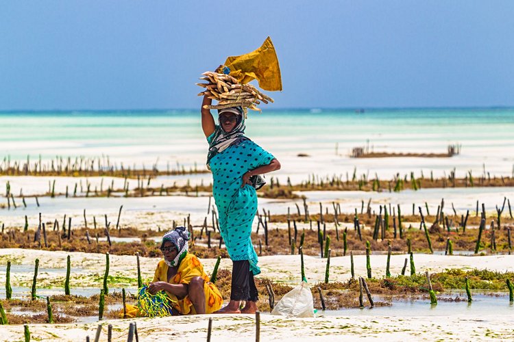 Le Seaweed Center, sur l’île de Zanzibar