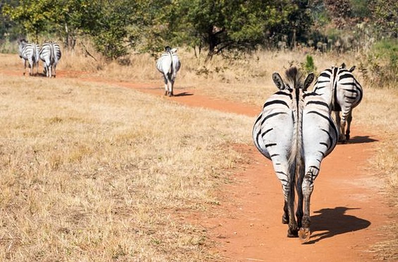 Tutoyer les animaux sauvages lors d’un safari