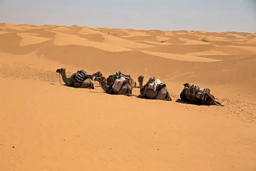 Douz, porte d'entrée du Sahara