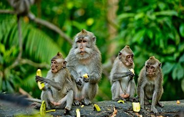 Forêt des singes d'Ubud 