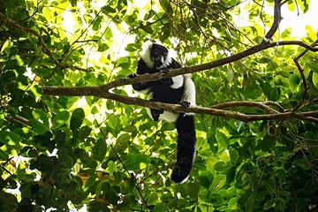 Le parc national d'Andasibe – Mantadia