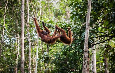 Les orangs-outans de Bukit Lawang 