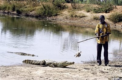 Crocodile à Sabou