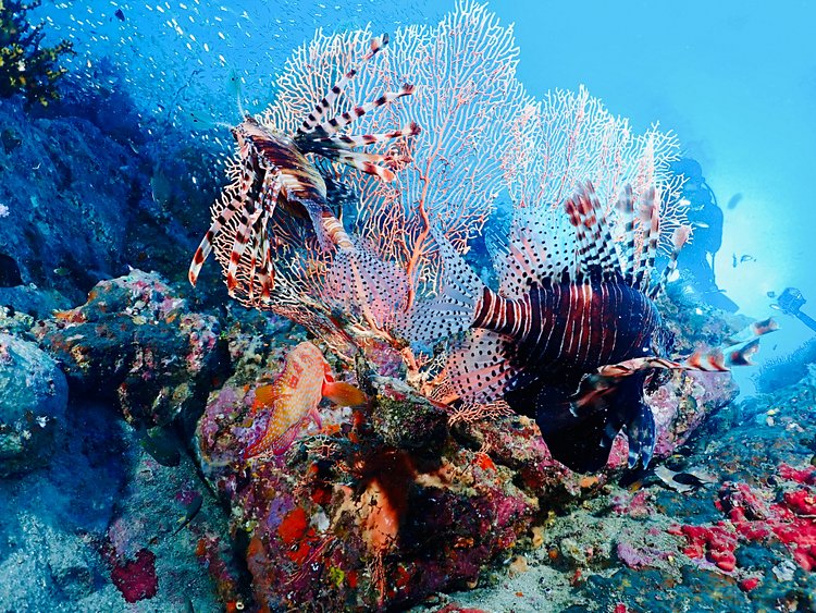Les îles Surin en Thaïlande 4