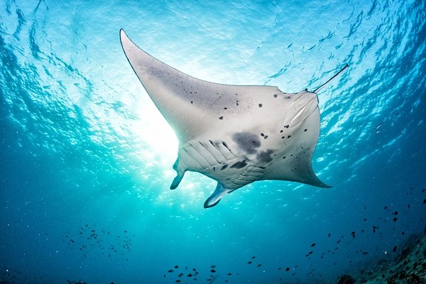 plongee Maldives