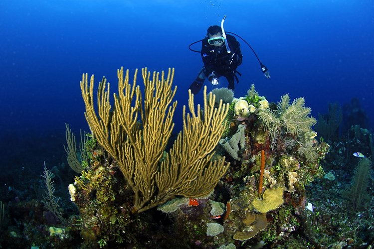 3. Barrière de corail du Belize 4