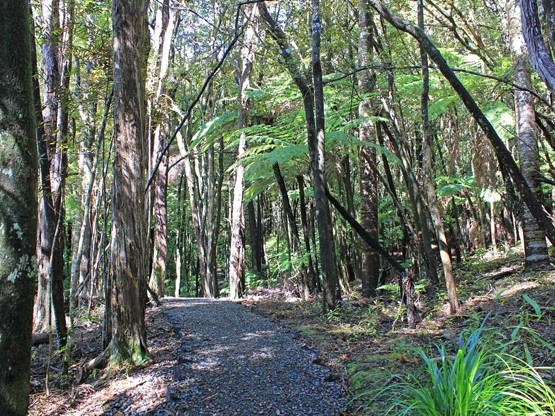 Goldie Bush Scenic Reserve