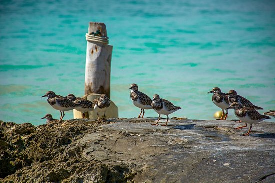 Playa Bayahibe