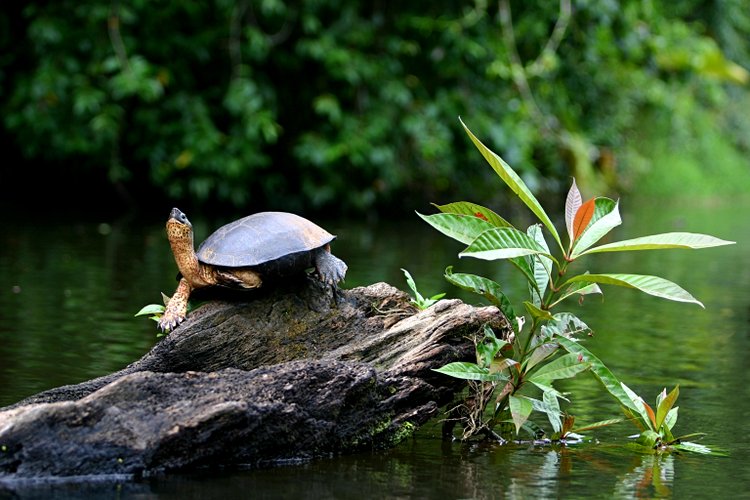 La Tortue Noire