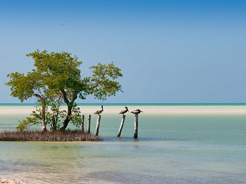 Faire du kayak dans les mangroves