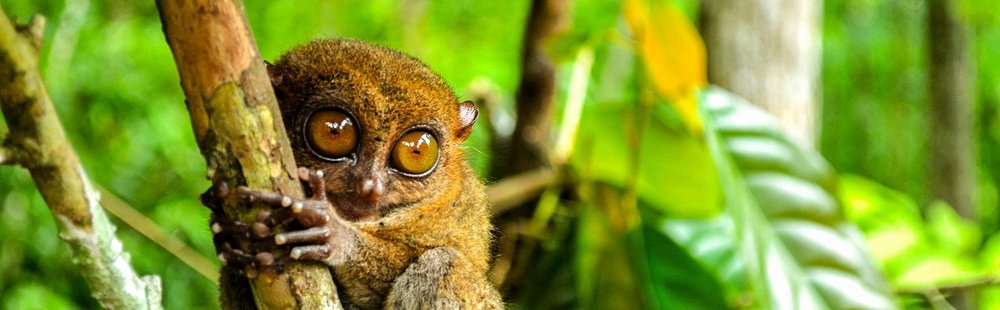 Observer les tarsiers à la Tarsier Sanctuary