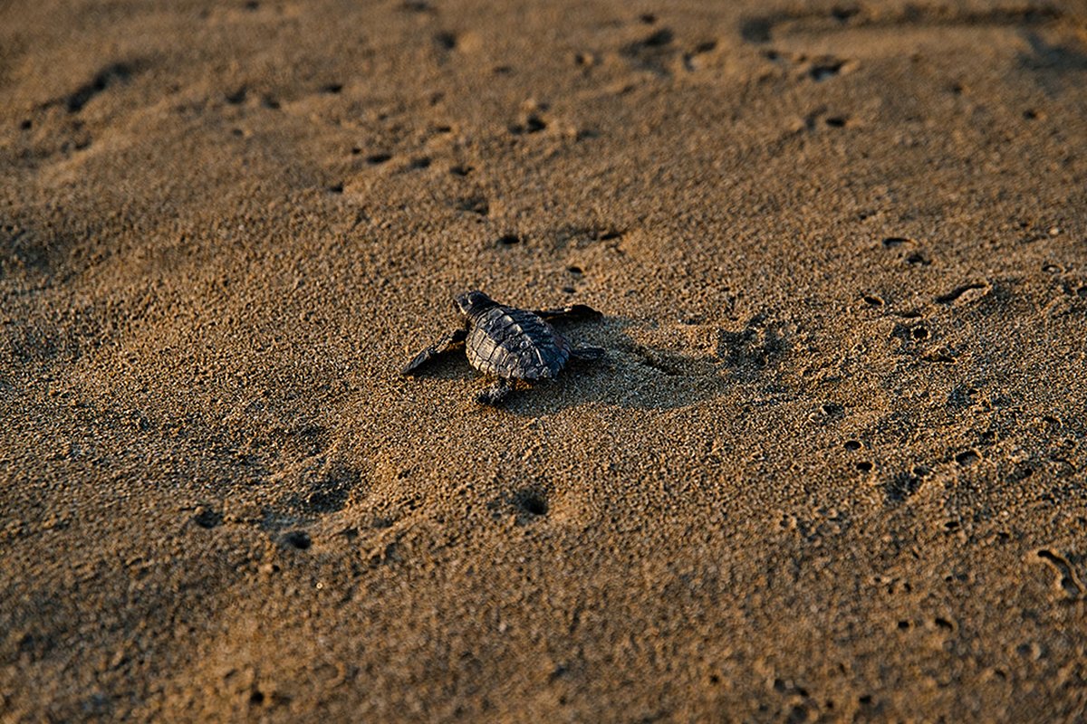 La ponte des tortues à Tortuguero