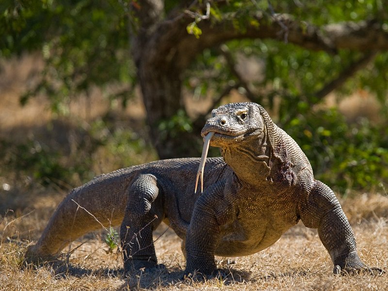 Le parc national Komodo
