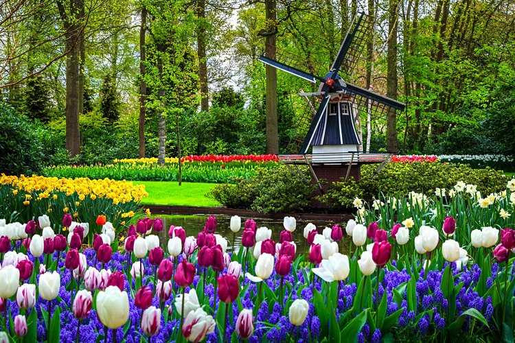 Keukenhof & les champs de tulipes 3