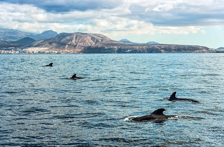 Voir les baleines et les dauphins en voilier