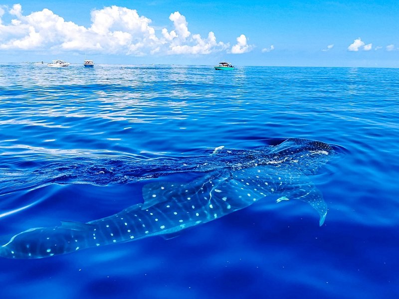 Rencontrer les requins-baleines