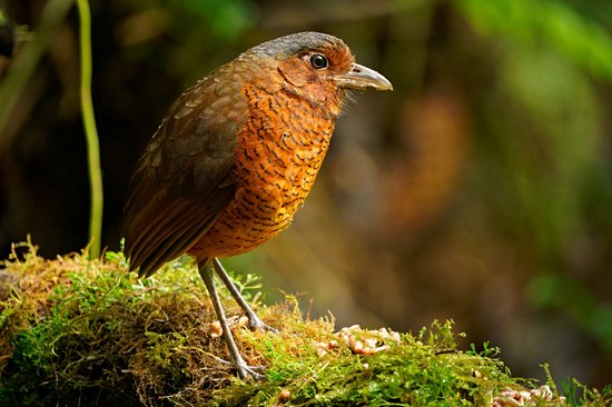 Réserve ornithologique de Mindo