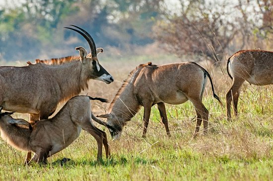 Le parc national de Ruma