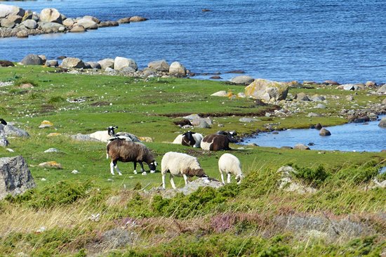 Parc national de Kosterhavet