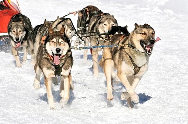 Tester une balade en chien de traineau