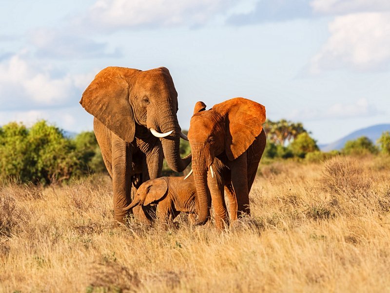 Réserves nationales de Samburu, Buffalo Springs et Shaba