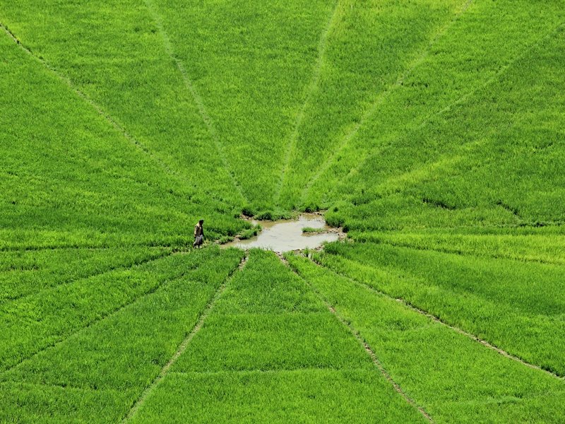 Les rizières de Cancar (Florès)
