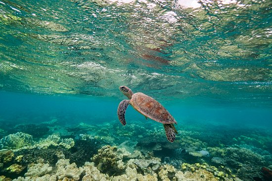 Observer les fonds marins en snorkeling
