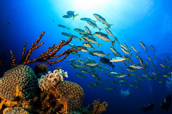 Barrière de corail d'Andros