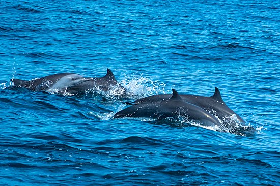Observation des dauphins lors d'une sortie en mer