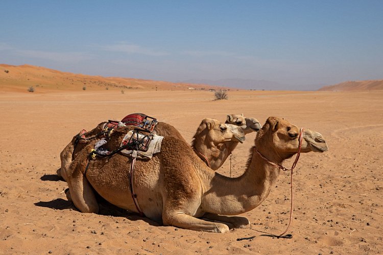 Désert d’Oman, Sharqiya Sands 3