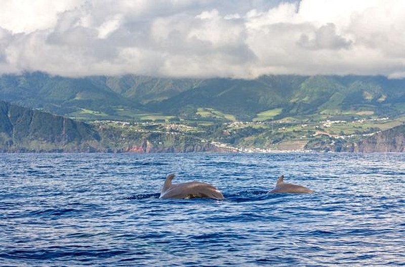 Observer les baleines et les dauphins