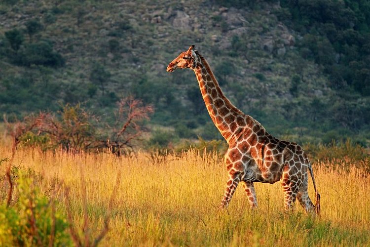 Notre Sélection Des Plus Beaux Safaris En Afrique Du Sud Pour Observer ...