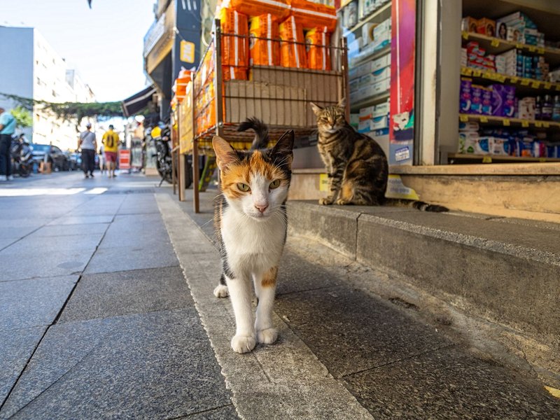 Le quartier Kadiköy