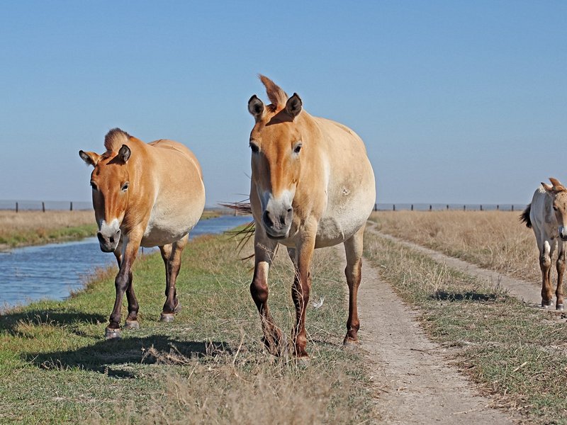 Parc national de Khustain Nuruu