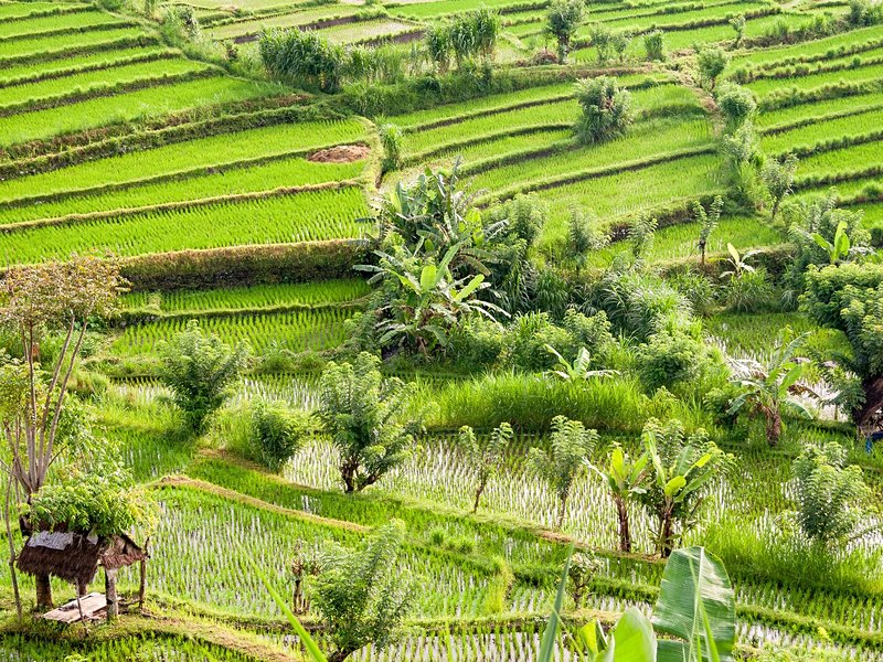 Les rizières de Tirtaganga