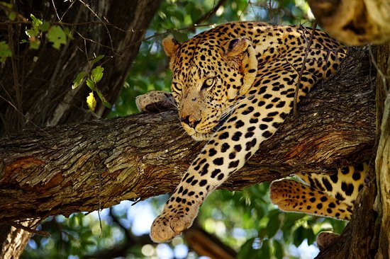 Moremi Game Reserve