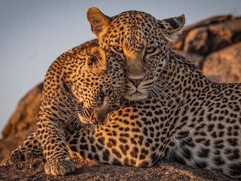 Comment visiter le Serengeti ?