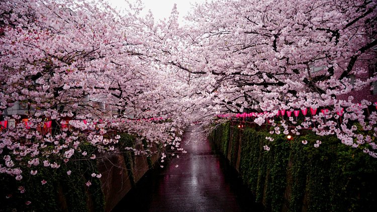 Sakura - Japon 2