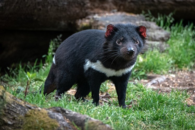 Tasmanie 4
