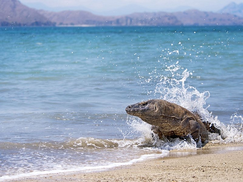 Le parc national Komodo