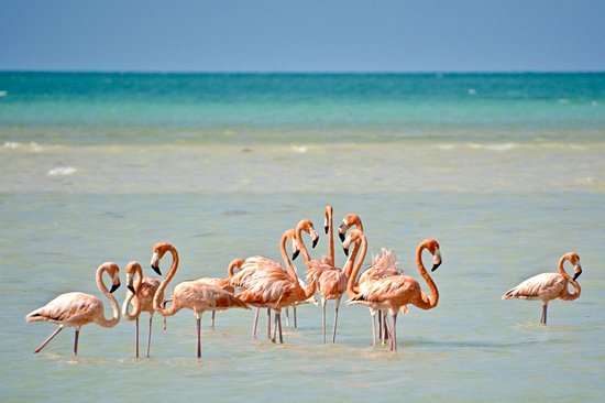 Observer les flamants roses à Punta Cocos