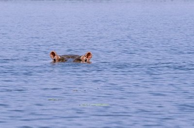 Hippopotame dans l'eau dans la réserve de Bala