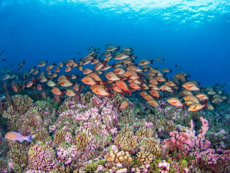 plage Rangiroa (archipel des Tuamotu)